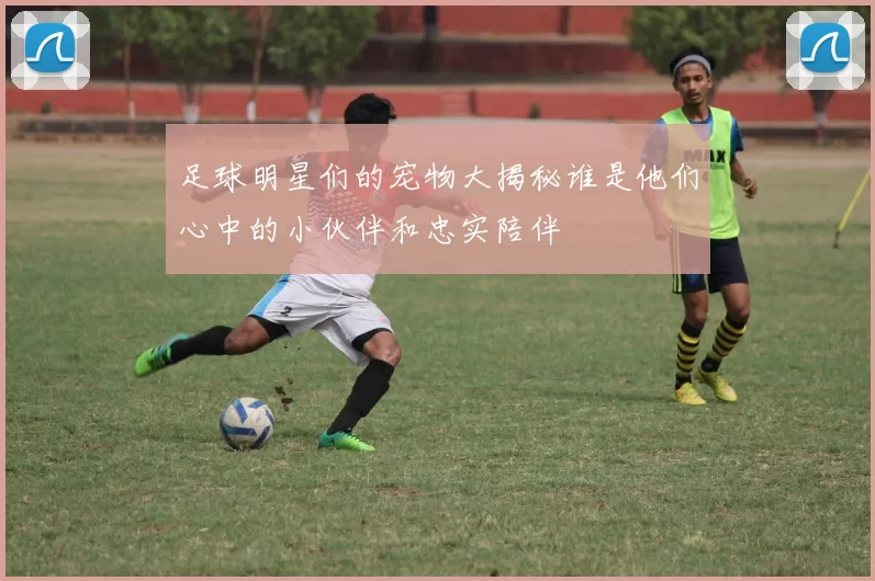足球明星们的宠物大揭秘谁是他们心中的小伙伴和忠实陪伴